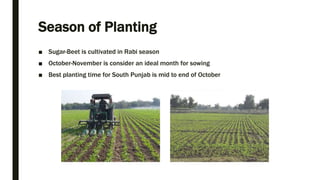 Season of Planting
■ Sugar-Beet is cultivated in Rabi season
■ October-November is consider an ideal month for sowing
■ Best planting time for South Punjab is mid to end of October
 