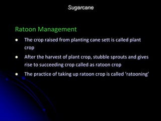 Sugarcane
Ratoon Management
 The crop raised from planting cane sett is called plant
crop
 After the harvest of plant crop, stubble sprouts and gives
rise to succeeding crop called as ratoon crop
 The practice of taking up ratoon crop is called ‘ratooning’
 