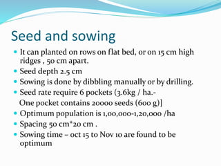 Seed and sowing
 It can planted on rows on flat bed, or on 15 cm high
ridges , 50 cm apart.
 Seed depth 2.5 cm
 Sowing is done by dibbling manually or by drilling.
 Seed rate require 6 pockets (3.6kg / ha.-
One pocket contains 20000 seeds (600 g)]
 Optimum population is 1,00,000-1,20,000 /ha
 Spacing 50 cm*20 cm .
 Sowing time – oct 15 to Nov 10 are found to be
optimum
 
