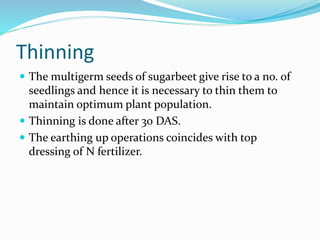Thinning
 The multigerm seeds of sugarbeet give rise to a no. of
seedlings and hence it is necessary to thin them to
maintain optimum plant population.
 Thinning is done after 30 DAS.
 The earthing up operations coincides with top
dressing of N fertilizer.
 