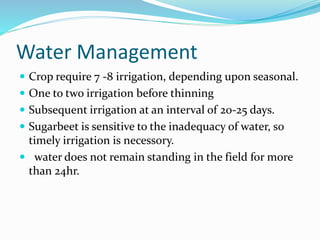 Water Management
 Crop require 7 -8 irrigation, depending upon seasonal.
 One to two irrigation before thinning
 Subsequent irrigation at an interval of 20-25 days.
 Sugarbeet is sensitive to the inadequacy of water, so
timely irrigation is necessory.
 water does not remain standing in the field for more
than 24hr.
 