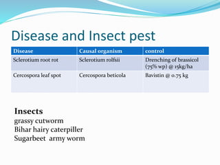 Disease and Insect pest
Disease Causal organism control
Sclerotium root rot Sclerotium rolfsii Drenching of brassicol
(75% wp) @ 15kg/ha
Cercospora leaf spot Cercospora beticola Bavistin @ 0.75 kg
Insects
grassy cutworm
Bihar hairy caterpiller
Sugarbeet army worm
 
