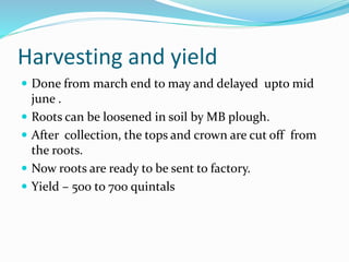 Harvesting and yield
 Done from march end to may and delayed upto mid
june .
 Roots can be loosened in soil by MB plough.
 After collection, the tops and crown are cut off from
the roots.
 Now roots are ready to be sent to factory.
 Yield – 500 to 700 quintals
 