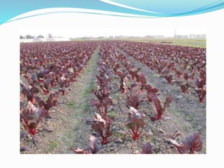 Sugarbeet (beta vulgaris l