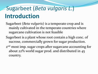 Sugarbeet (Beta vulgaris L.)
Introduction
Sugarbeet (Beta vulgaris) is a temperate crop and is
mainly cultivated in the temperate countries where
sugarcane cultivation is not feasible
Sugerbeet is a plant whose root contain a high conc. of
sucrose, commercially grown for sugar production.
2nd most imp. sugar crops after sugarcane accounting for
about 22% world sugar prod. and distributed in 45
country.
 