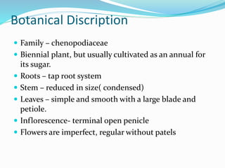 Botanical Discription
 Family – chenopodiaceae
 Biennial plant, but usually cultivated as an annual for
its sugar.
 Roots – tap root system
 Stem – reduced in size( condensed)
 Leaves – simple and smooth with a large blade and
petiole.
 Inflorescence- terminal open penicle
 Flowers are imperfect, regular without patels
 