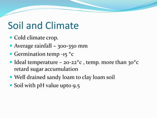 Soil and Climate
 Cold climate crop.
 Average rainfall – 300-350 mm
 Germination temp -15 *c
 Ideal temperature – 20-22*c , temp. more than 30*c
retard sugar accumulation
 Well drained sandy loam to clay loam soil
 Soil with pH value upto 9.5
 