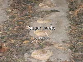 Sugar beets by Joseph 