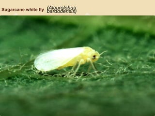 Sugar Fly Insect Sugarcane | PPTX