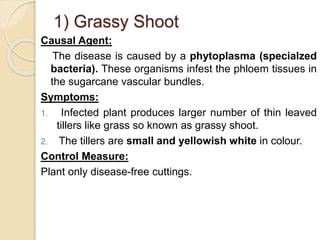 1) Grassy Shoot
Causal Agent:
The disease is caused by a phytoplasma (specialzed
bacteria). These organisms infest the phl...