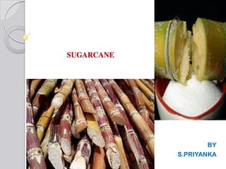 SUGARCANE
BY
S.PRIYANKA
 