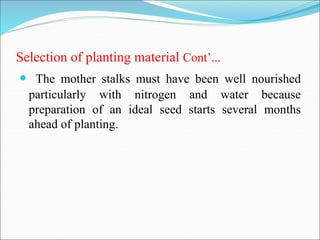 Selection of planting material Cont’...
 The mother stalks must have been well nourished
particularly with nitrogen and water because
preparation of an ideal seed starts several months
ahead of planting.
 