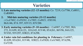 Colk Part 1 Cultivation Practice on Sugarcane .pptx
