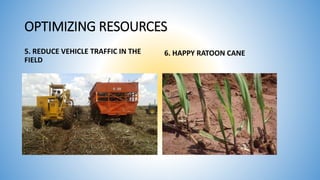 5. REDUCE VEHICLE TRAFFIC IN THE
FIELD
6. HAPPY RATOON CANE
OPTIMIZING RESOURCES
 