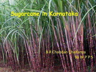 Sugarcane in Karnataka
B R Chandan Chaitanya
9a W P P S
 