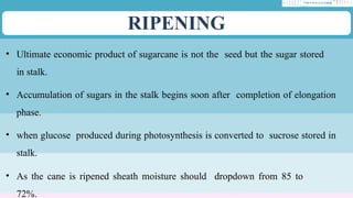 Part 4 Cultivation Practice on Sugarcane .pptx