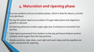 Sugarcane cotton cultivation | PDF