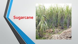 Sugarcane cotton cultivation