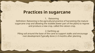 Scientific Cultivation of sugarcane..... | PPTX
