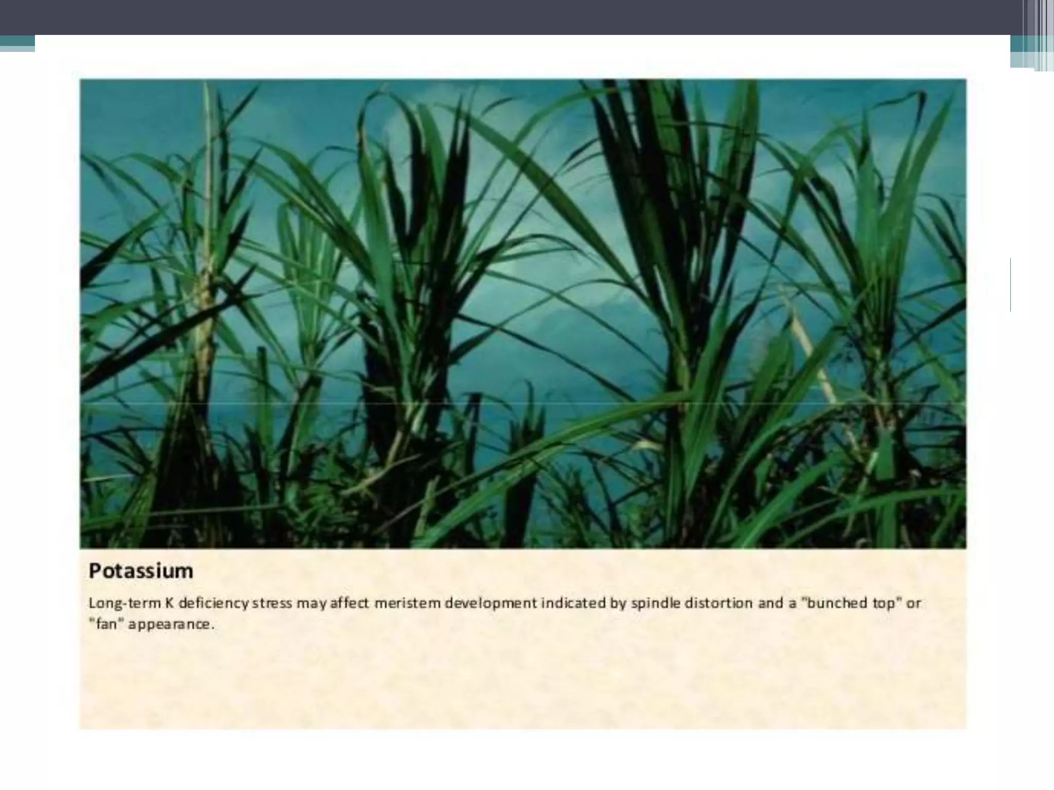 Sugarcane crop disorders A Lecture by Mr Allah Dad Khan