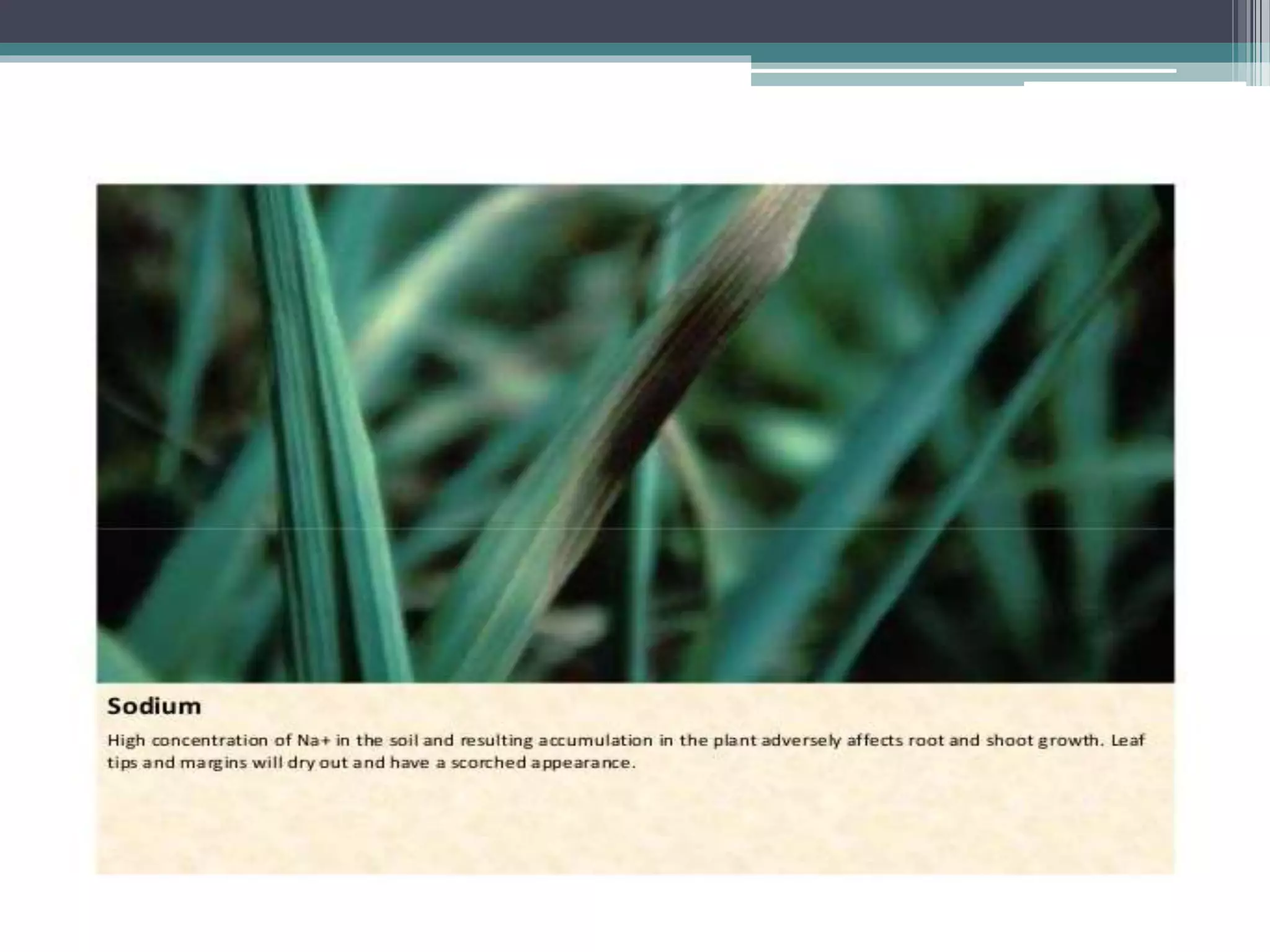 Sugarcane crop disorders A Lecture by Mr Allah Dad Khan