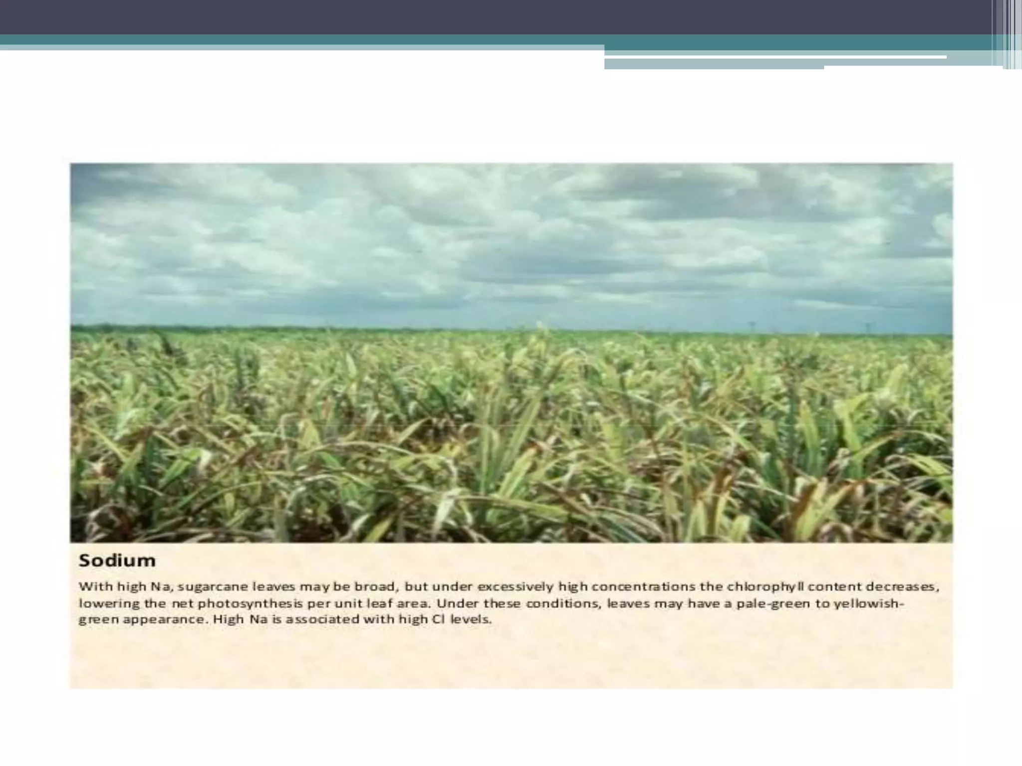 Sugarcane crop disorders A Lecture by Mr Allah Dad Khan