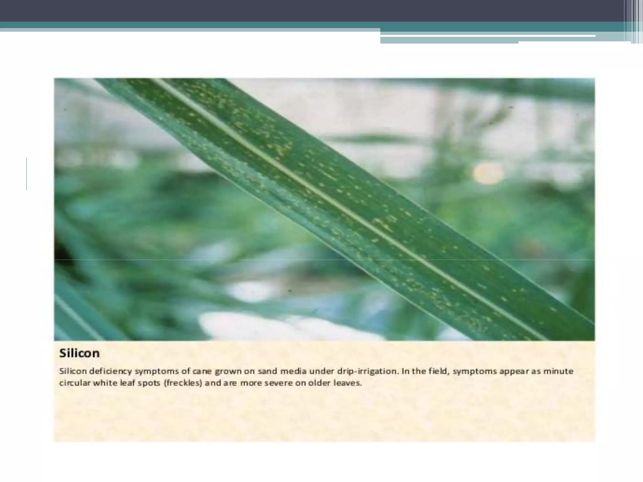 Sugarcane crop disorders A Lecture by Mr Allah Dad Khan