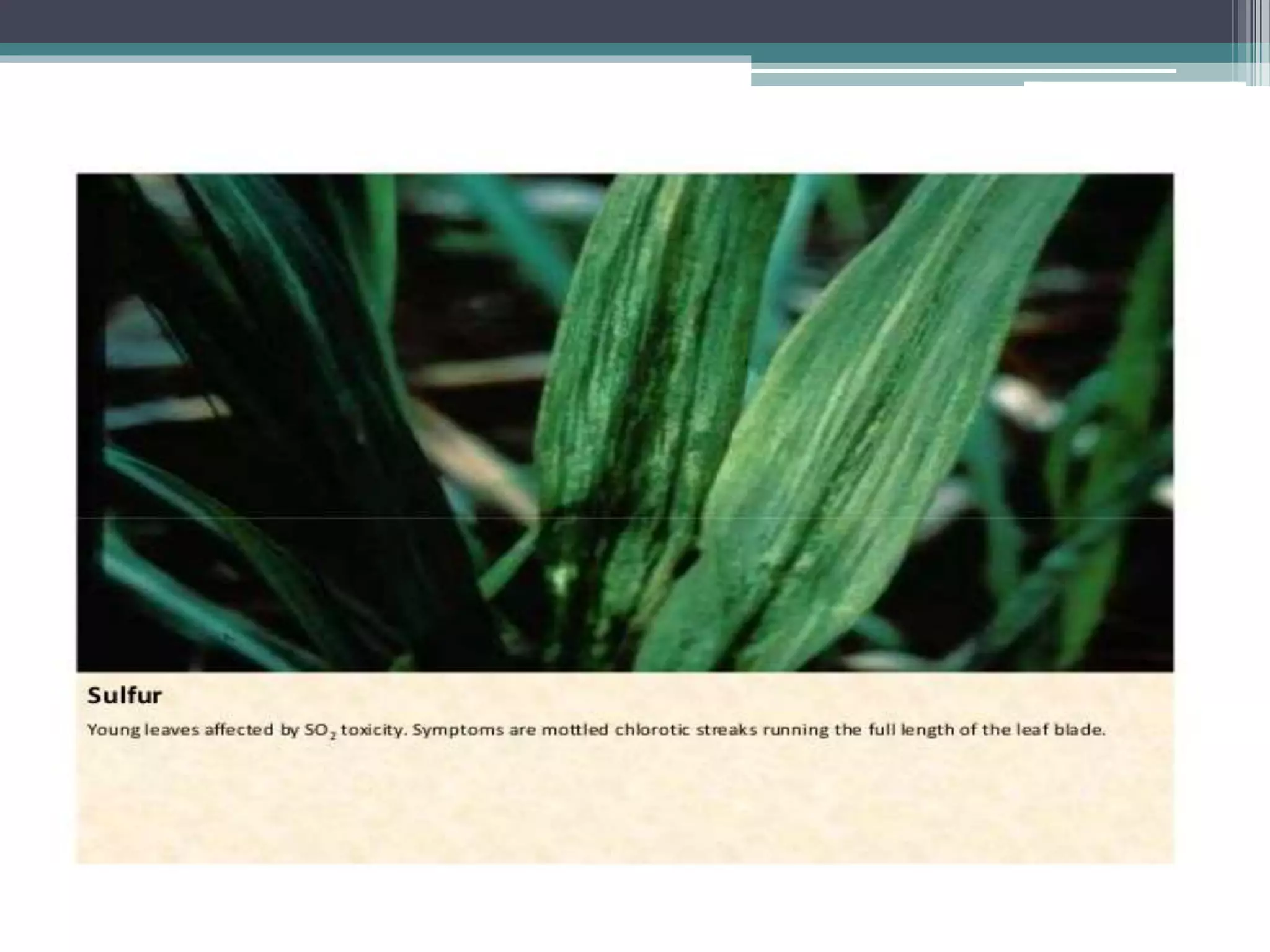 Sugarcane crop disorders A Lecture by Mr Allah Dad Khan