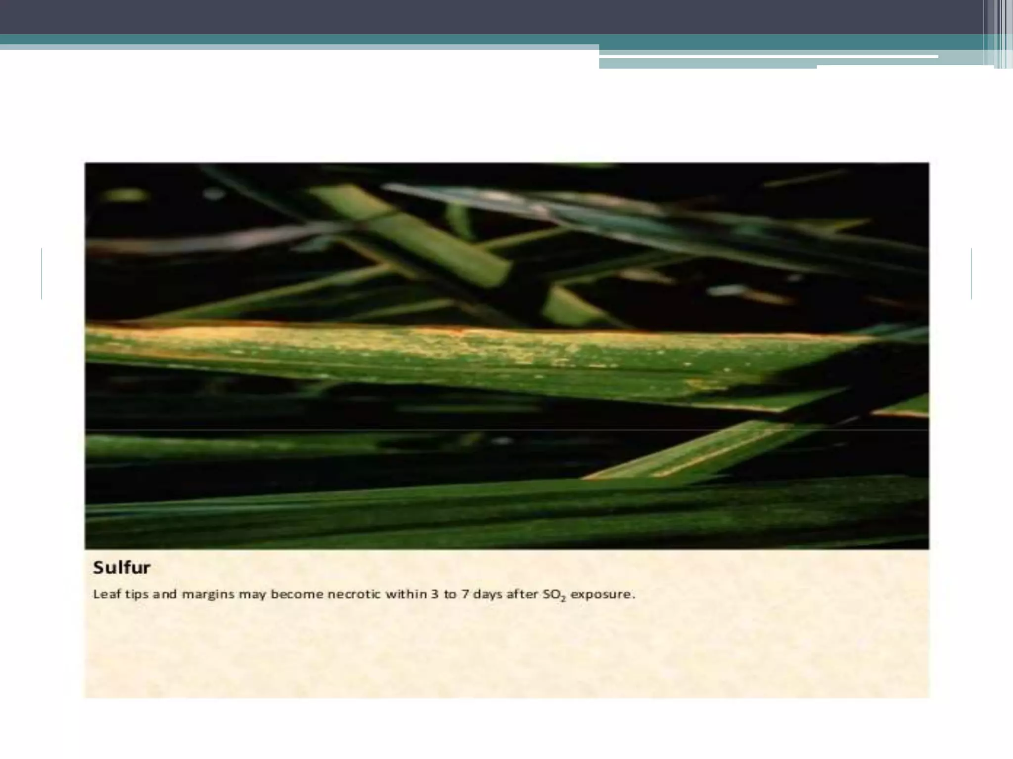 Sugarcane crop disorders A Lecture by Mr Allah Dad Khan