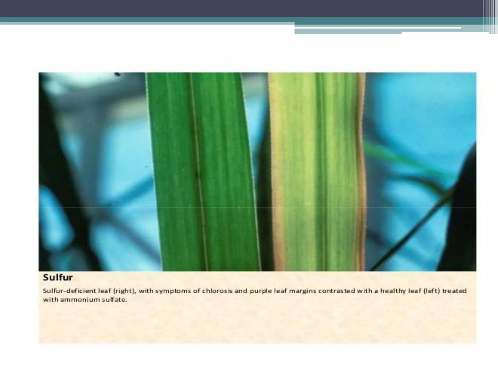 Sugarcane crop disorders A Lecture by Mr Allah Dad Khan