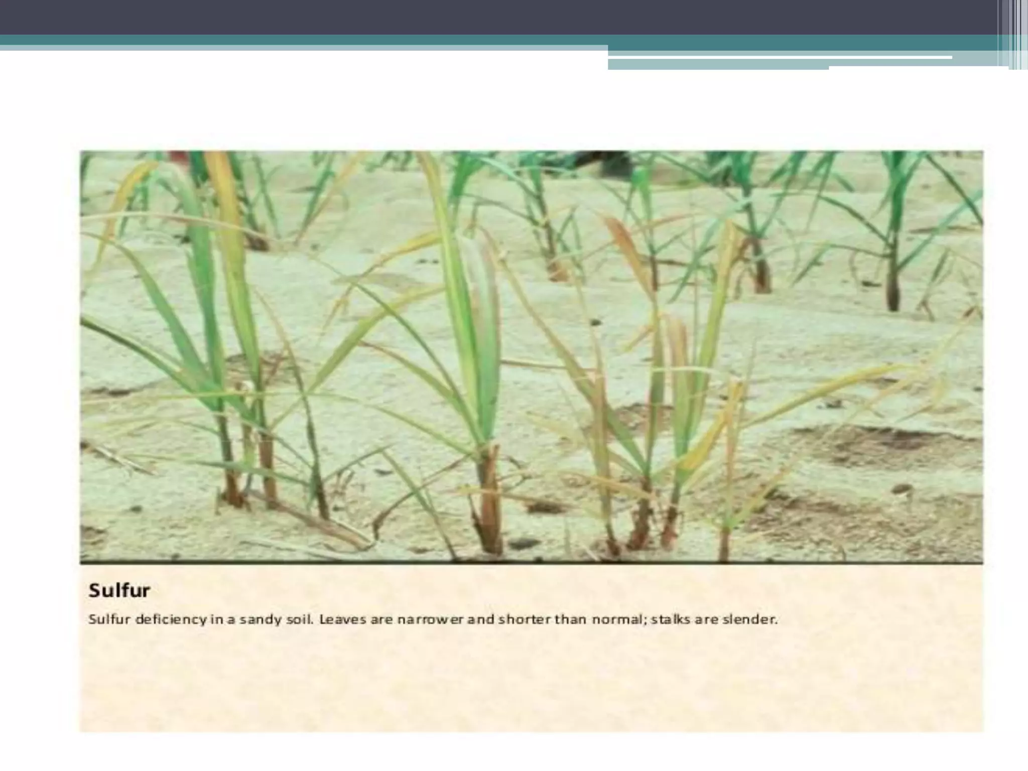 Sugarcane crop disorders A Lecture by Mr Allah Dad Khan