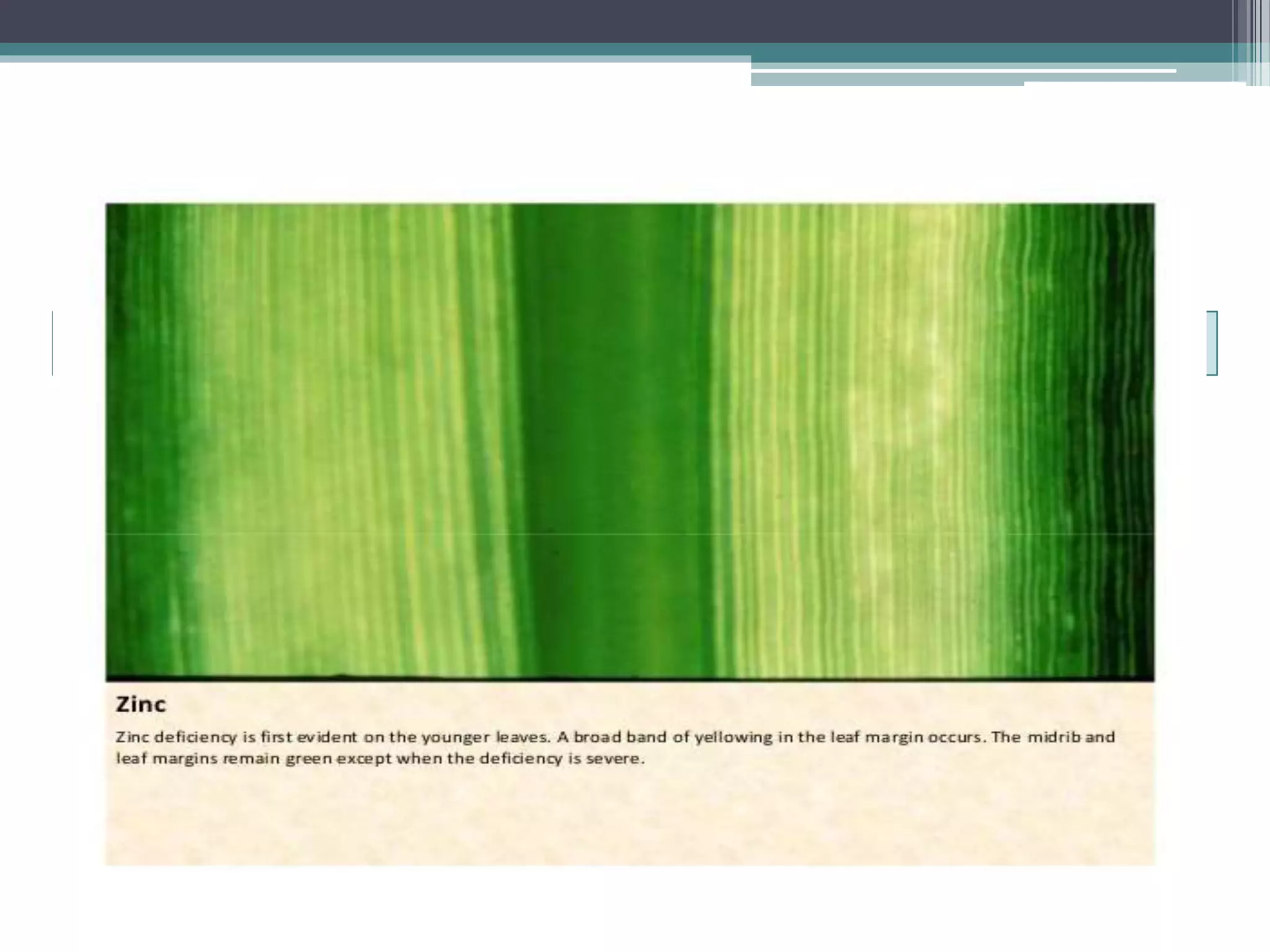 Sugarcane crop disorders A Lecture by Mr Allah Dad Khan