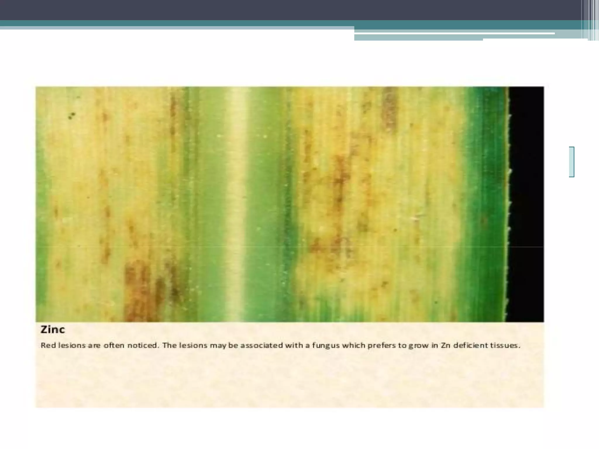 Sugarcane crop disorders A Lecture by Mr Allah Dad Khan