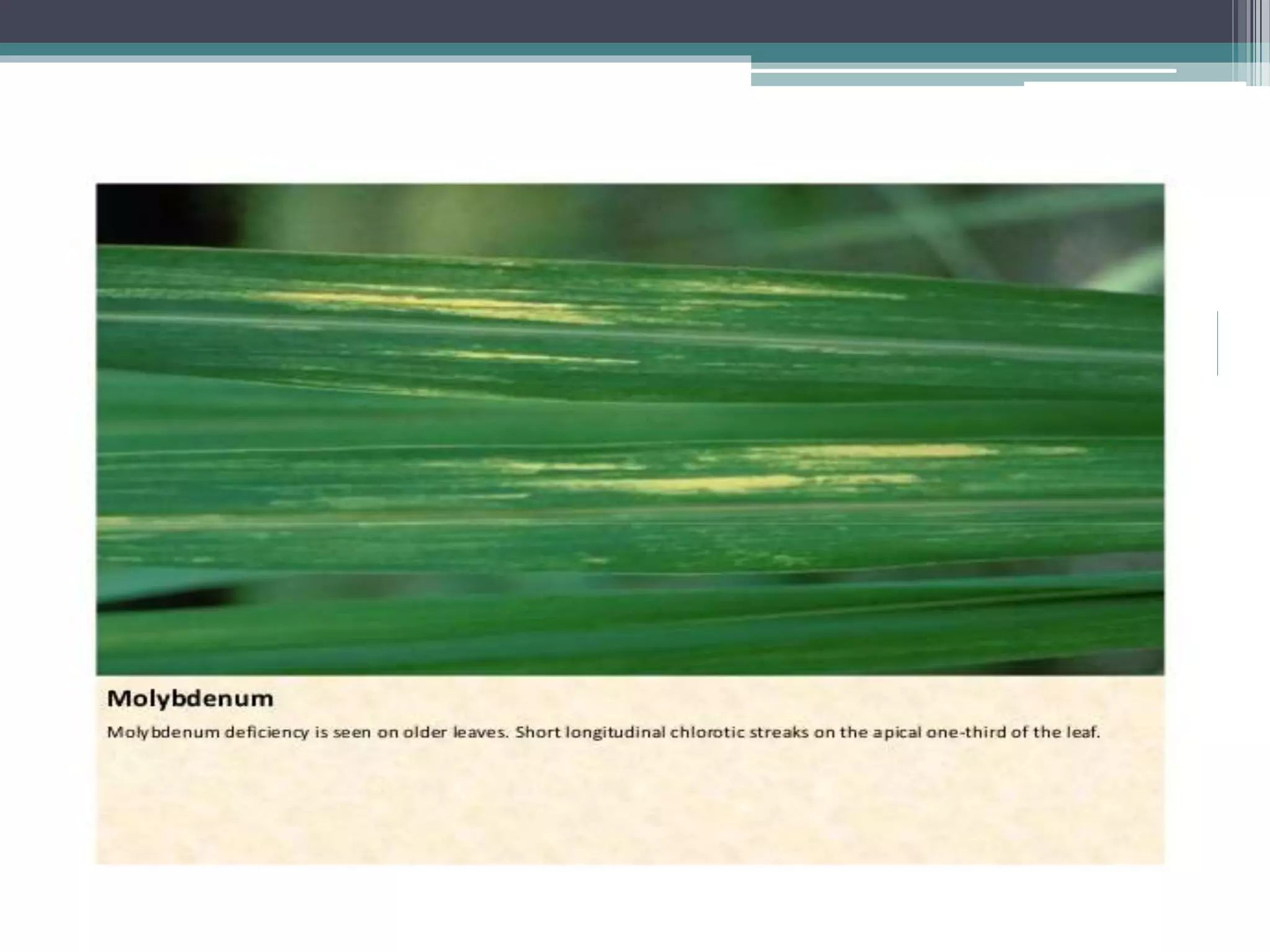 Sugarcane crop disorders A Lecture by Mr Allah Dad Khan