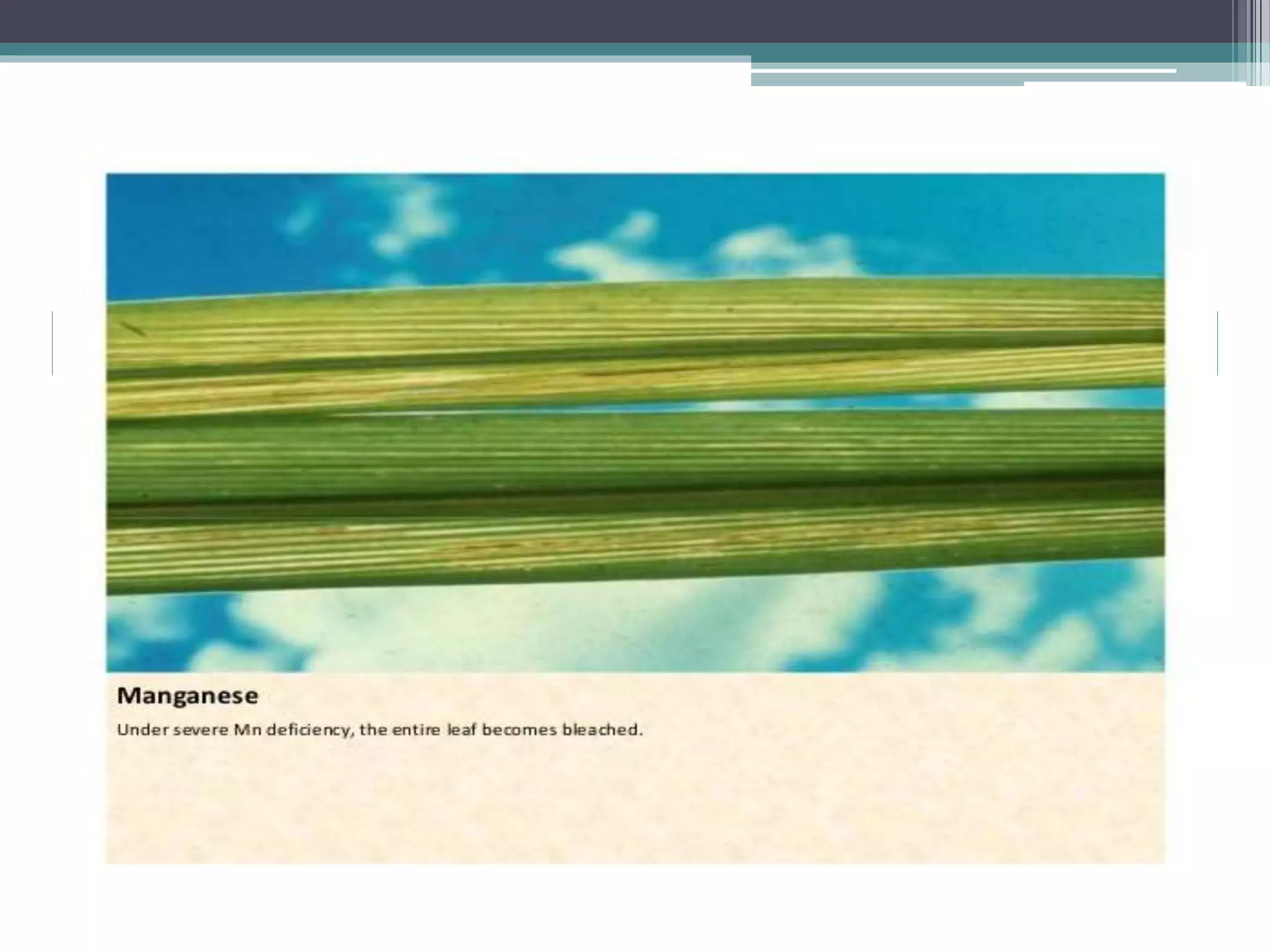 Sugarcane crop disorders A Lecture by Mr Allah Dad Khan