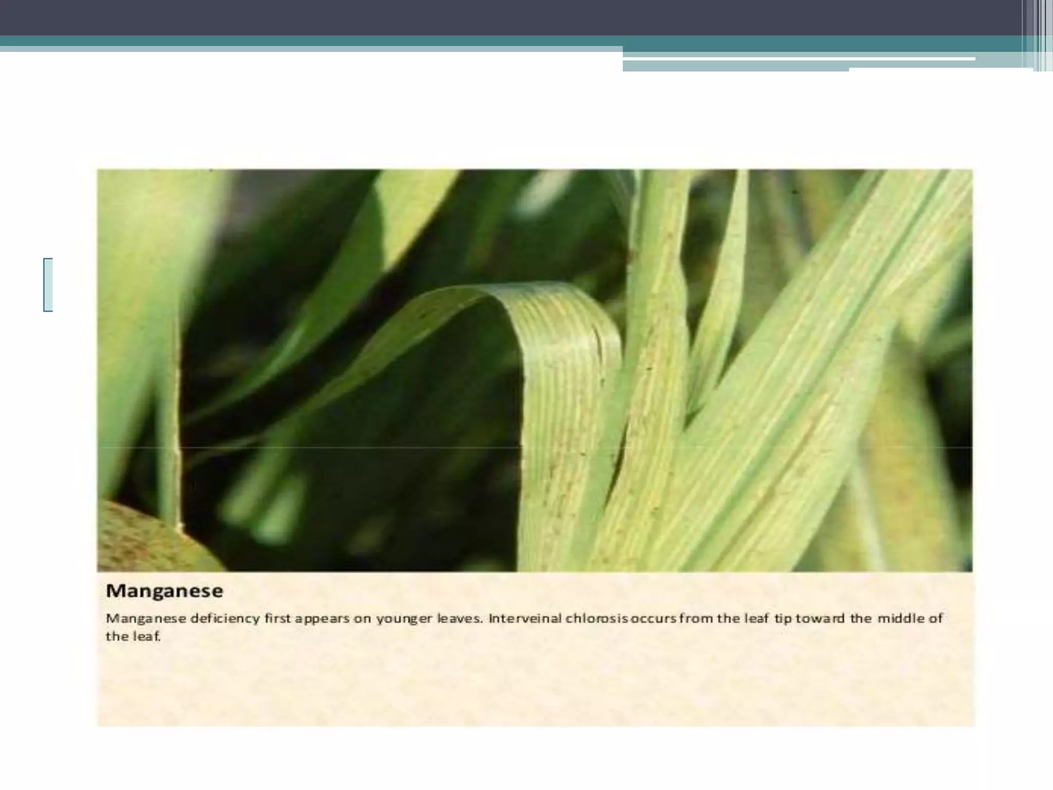 Sugarcane crop disorders A Lecture by Mr Allah Dad Khan