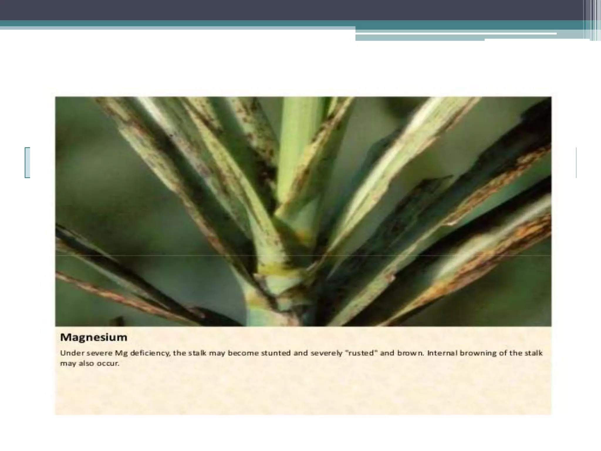 Sugarcane crop disorders A Lecture by Mr Allah Dad Khan