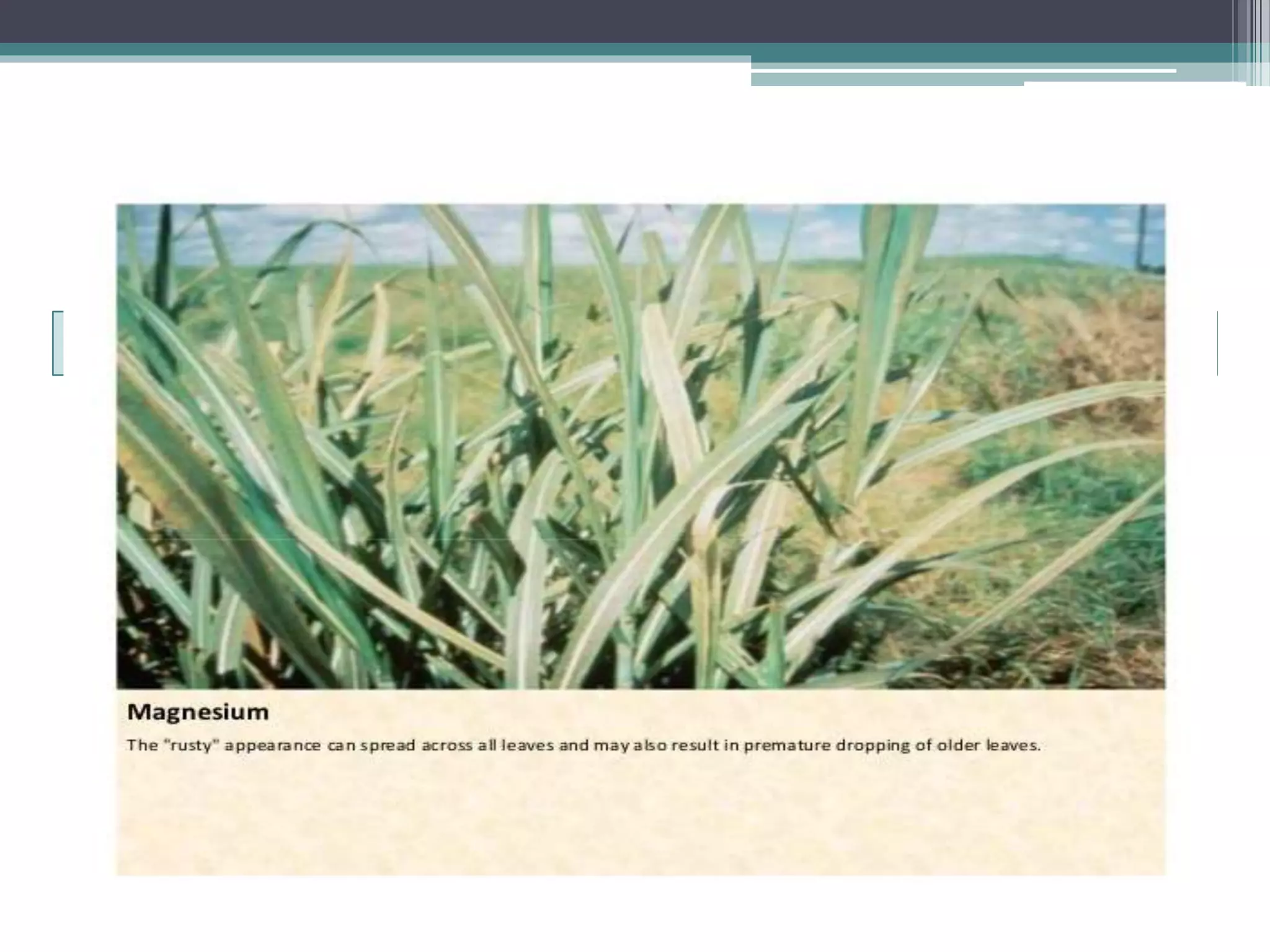 Sugarcane crop disorders A Lecture by Mr Allah Dad Khan