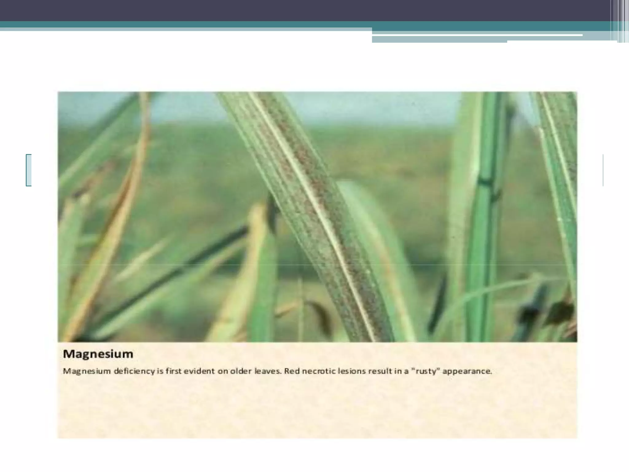 Sugarcane crop disorders A Lecture by Mr Allah Dad Khan