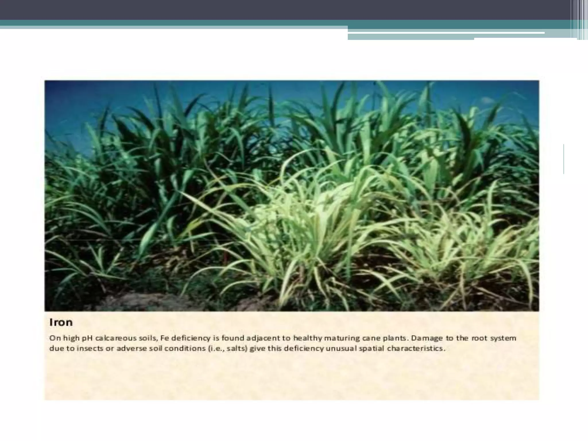 Sugarcane crop disorders A Lecture by Mr Allah Dad Khan