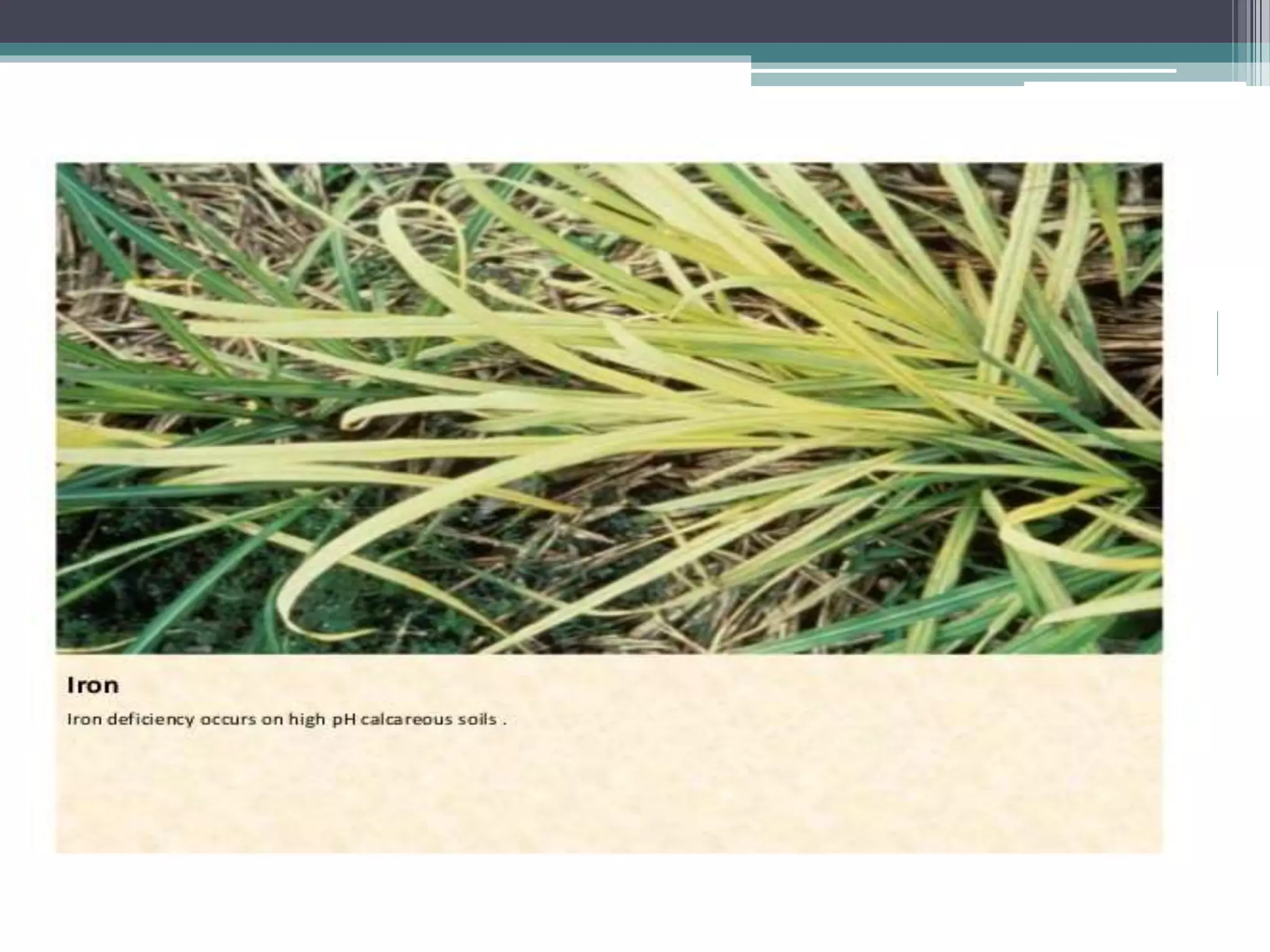 Sugarcane crop disorders A Lecture by Mr Allah Dad Khan