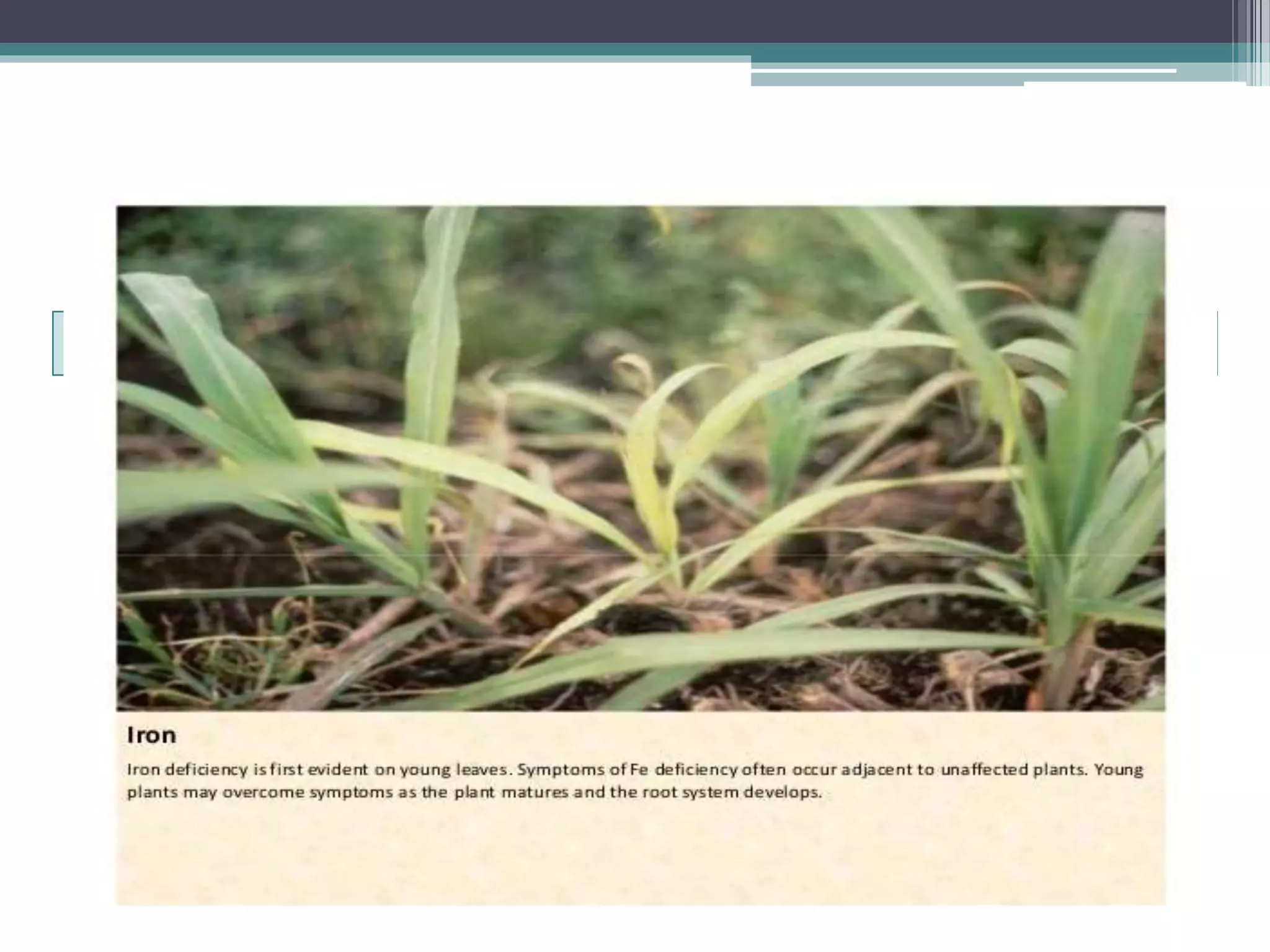 Sugarcane crop disorders A Lecture by Mr Allah Dad Khan