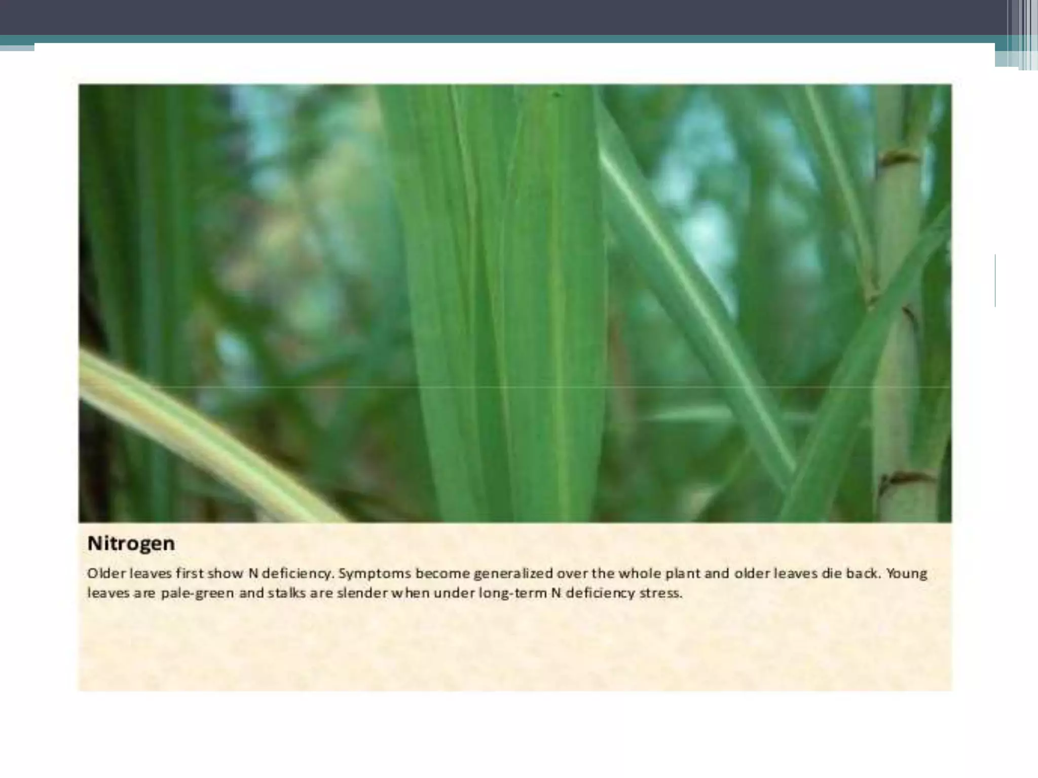 Sugarcane crop disorders A Lecture by Mr Allah Dad Khan