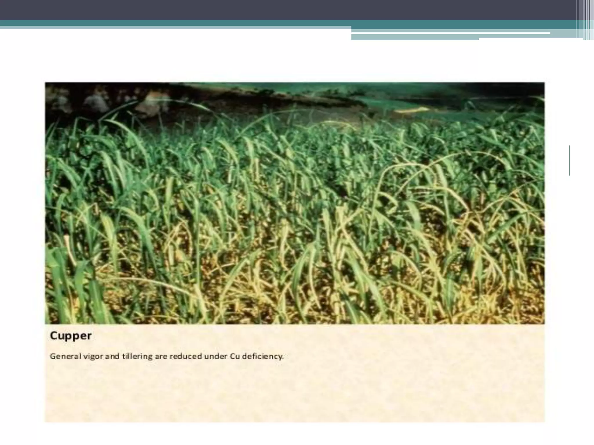 Sugarcane crop disorders A Lecture by Mr Allah Dad Khan