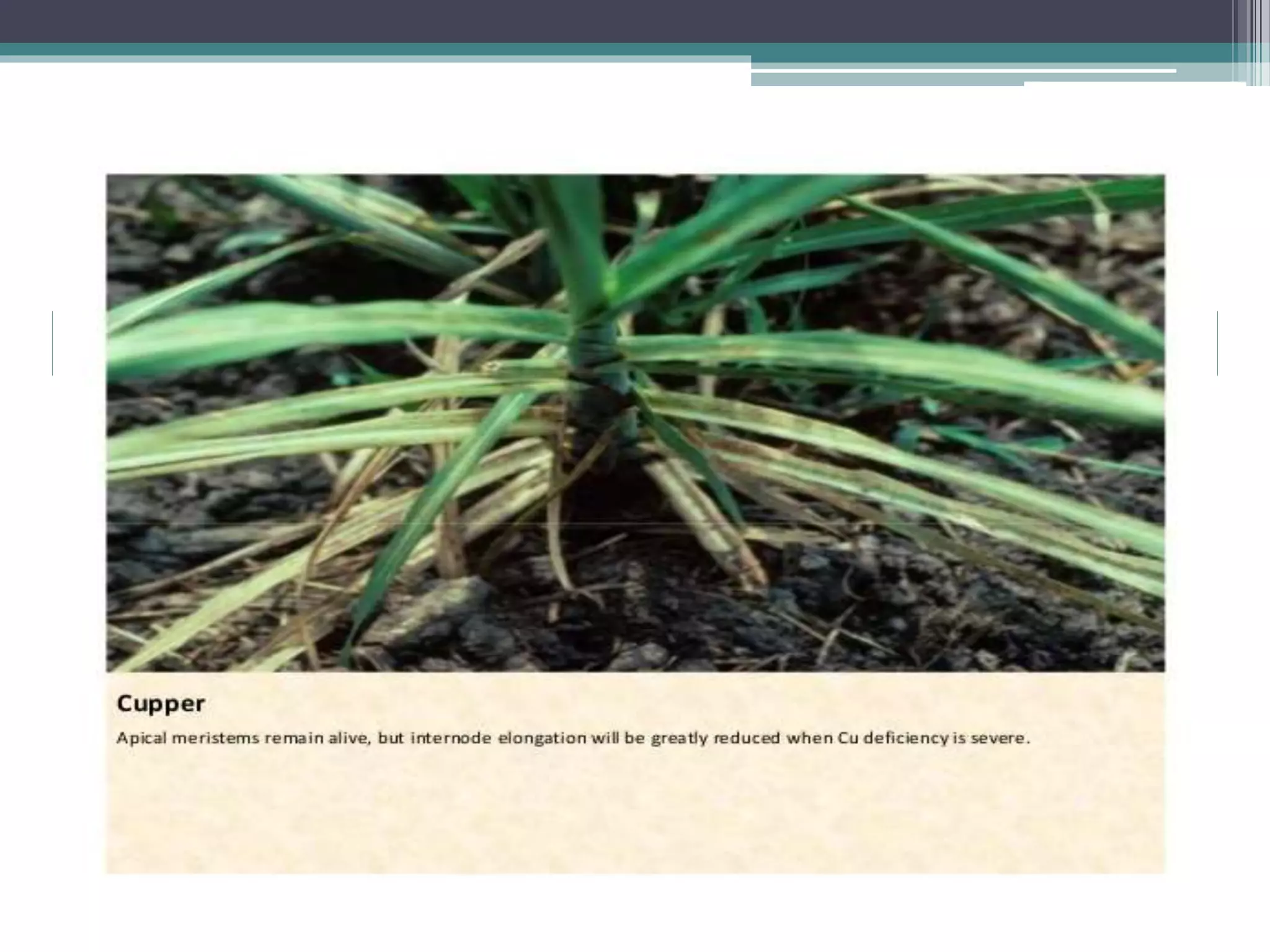 Sugarcane crop disorders A Lecture by Mr Allah Dad Khan