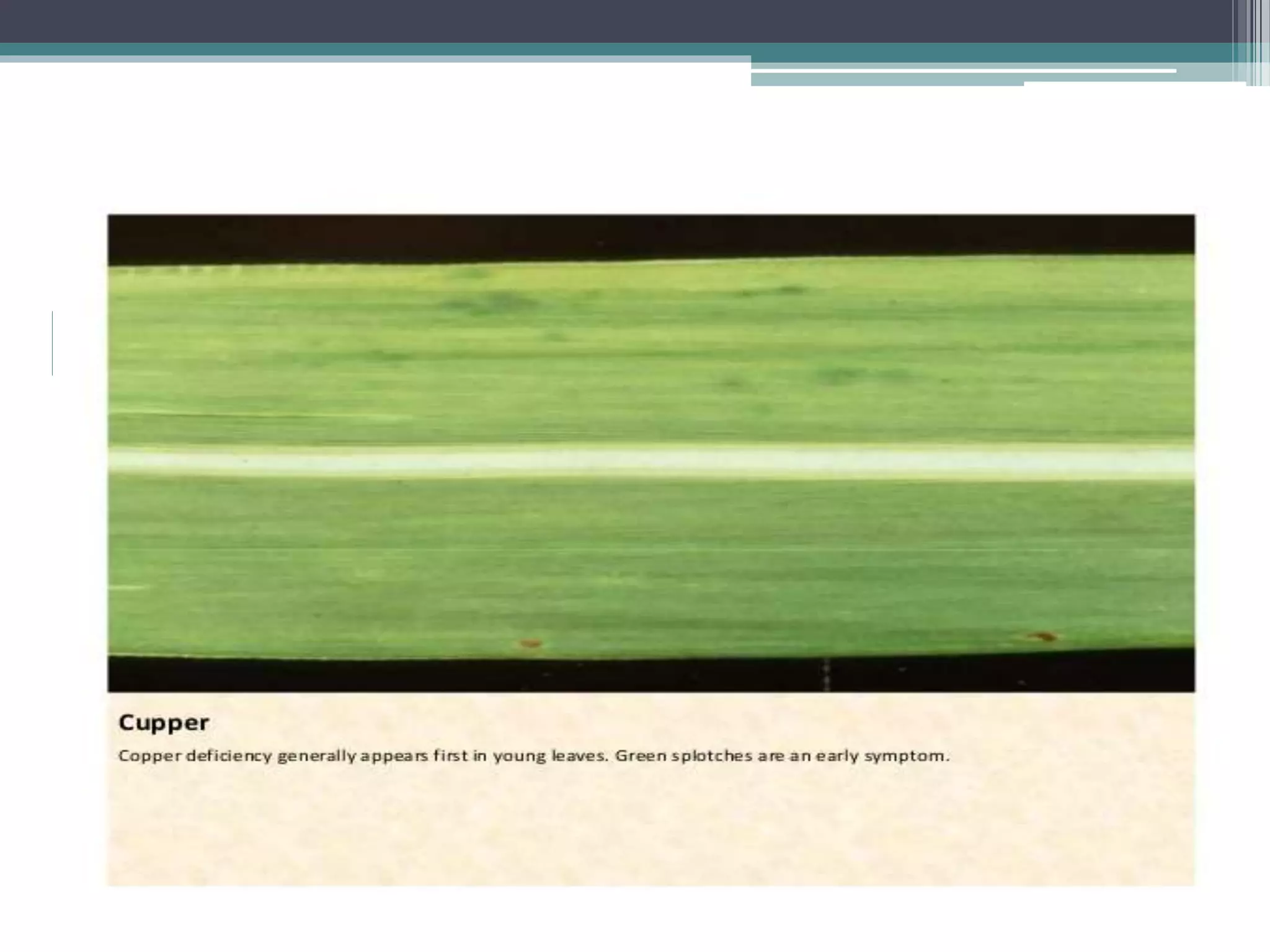 Sugarcane crop disorders A Lecture by Mr Allah Dad Khan