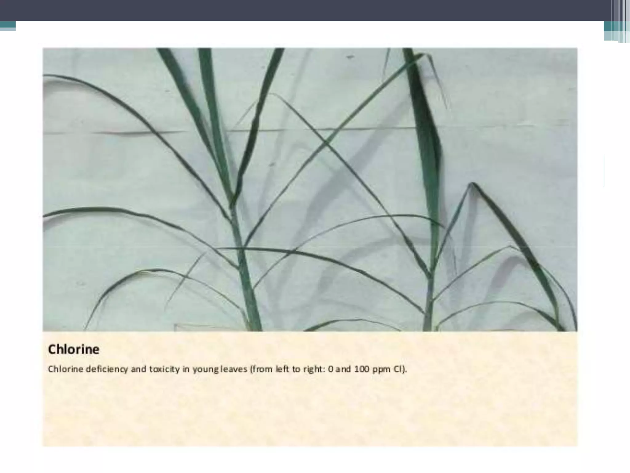 Sugarcane crop disorders A Lecture by Mr Allah Dad Khan