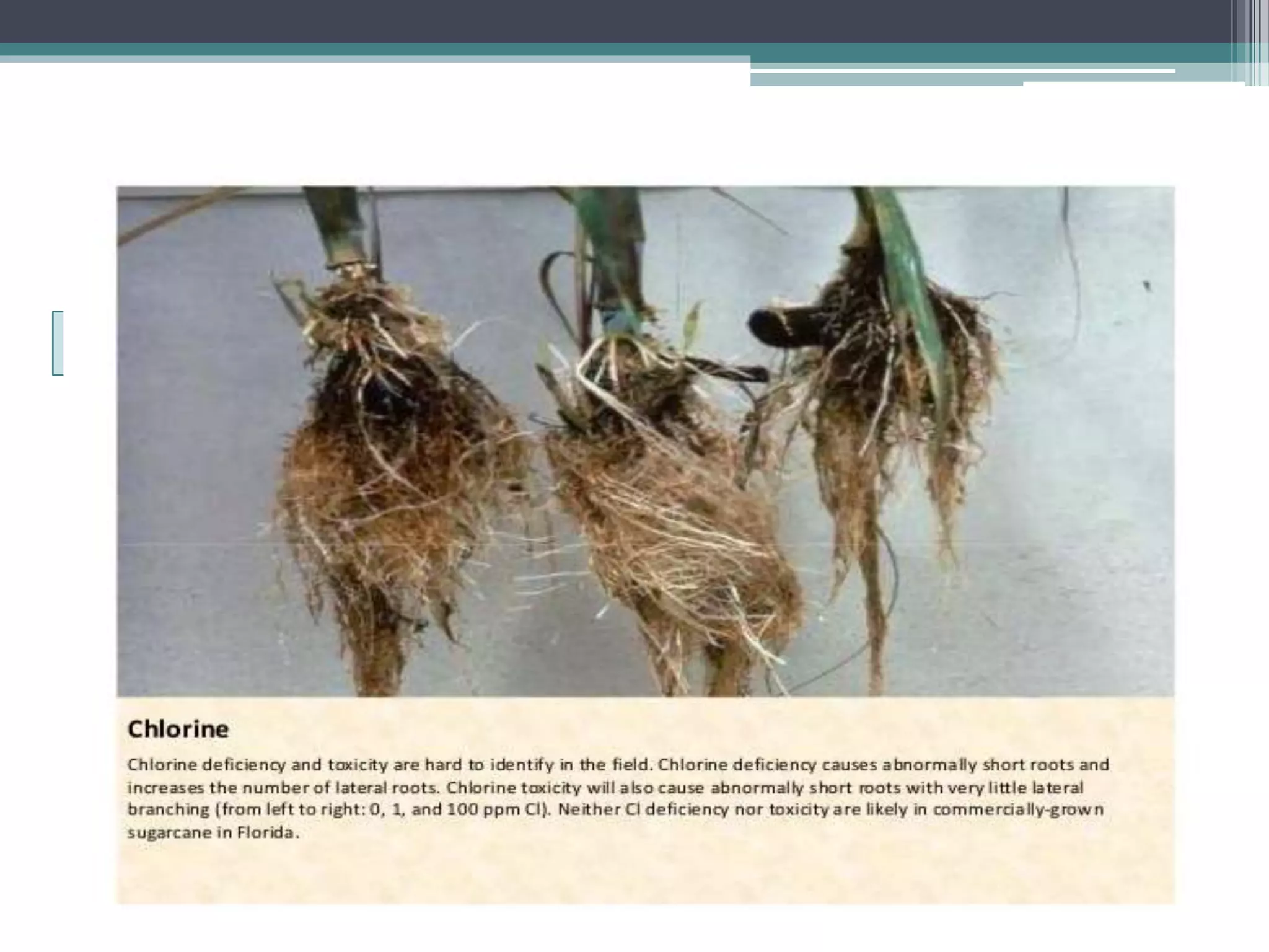 Sugarcane crop disorders A Lecture by Mr Allah Dad Khan