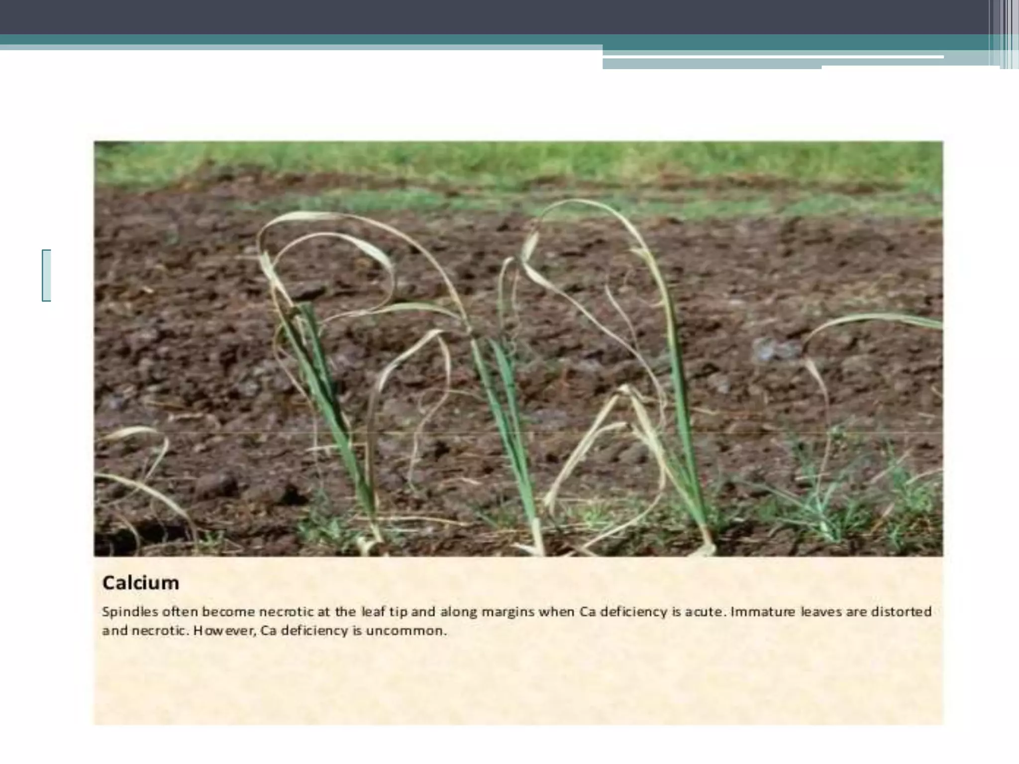 Sugarcane crop disorders A Lecture by Mr Allah Dad Khan