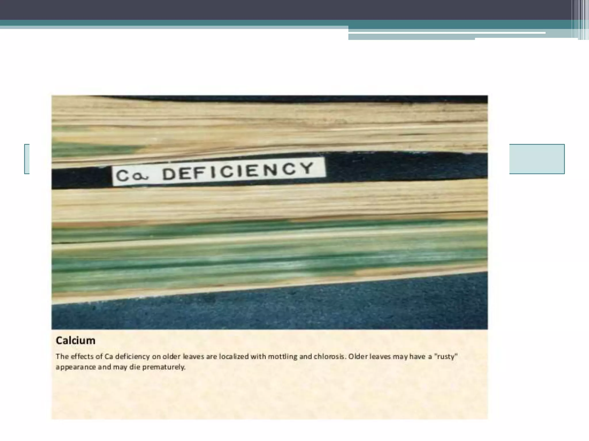 Sugarcane crop disorders A Lecture by Mr Allah Dad Khan